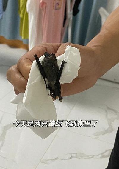 蝙蝠进屋代表什么